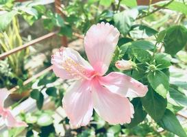 ibisco rosa fiore su giardino, isolato ibisco rosa fiore, ibisco rosa fiore per amore romanza, fa voi sentire fresco, luminosa, e si sente Buona. uso esso per rendere profumo o bellezza attività commerciale. foto