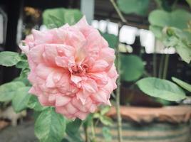 rosa rosa fiore su giardino, isolato rosa rosa fiore, rosa rosa fiore per amore romanza, fa voi sentire fresco, luminosa, e si sente Buona. uso esso per rendere profumo o bellezza attività commerciale. o un' Data di amore foto