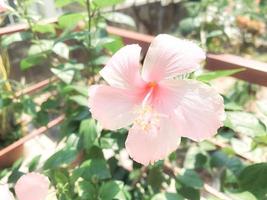 ibisco rosa fiore su giardino, isolato ibisco rosa fiore, ibisco rosa fiore per amore romanza, fa voi sentire fresco, luminosa, e si sente Buona. uso esso per rendere profumo o bellezza attività commerciale. foto