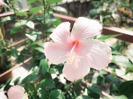 ibisco rosa fiore su giardino, isolato ibisco rosa fiore, ibisco rosa fiore per amore romanza, fa voi sentire fresco, luminosa, e si sente Buona. uso esso per rendere profumo o bellezza attività commerciale. foto