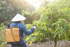 asiatico giardiniere usi erbicidi, insetticidi chimico spray per ottenere sbarazzarsi di erbacce e insetti o pianta malattia nel frutteto. causa aria inquinamento. ambientale , agricoltura sostanze chimiche concetto. foto