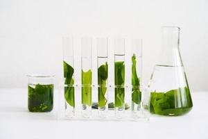 concetto di ecologia scienza ricerca biologia con alga marina o fuco nel il laboratorio su bianca sfondo foto