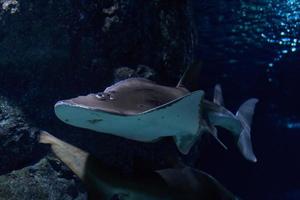 pesce chitarra rincobato djiddensis nel il acquario sfondo. foto