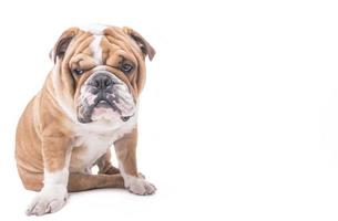 preoccupato inglese bulldog foto