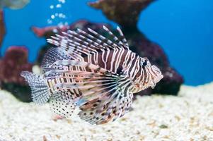 bellissimo rosso pesce leone pterois miglia ritratto foto