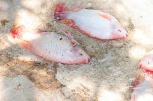 fresco rosso Tilapia nel acqua fattoria, pesce nel il gabbia, pesce agricoltura nel Tailandia foto