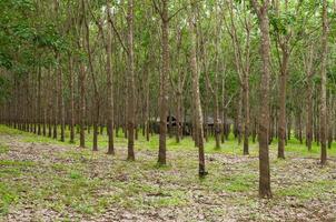 riga di parà gomma da cancellare piantagione nel Sud di thailandia, gomma alberi foto