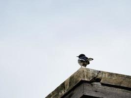 un' nero uccello orientale gazza pettirosso su il tetto con cielo sfondo con copia spazio foto