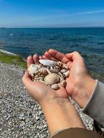 mani raccogliere conchiglie su mare spiaggia. avvicinamento mani foto