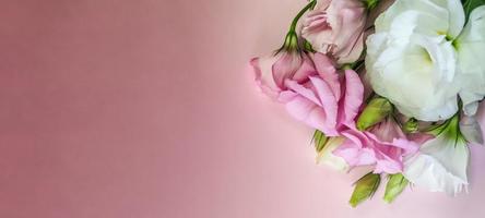 fiori di rose rosa e bianche con copyspace foto