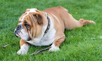 carino inglese bulldog foto