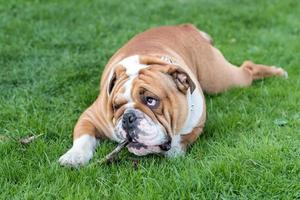 inglese bulldog giocando con bastone foto