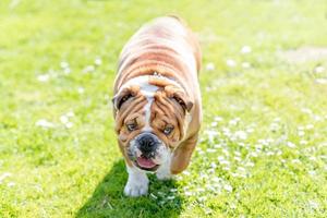 inglese bulldog all'aperto foto