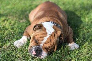 inglese bulldog addormentato foto