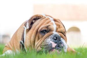 inglese bulldog nel il erba foto