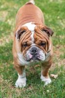 arrabbiato inglese bulldog foto