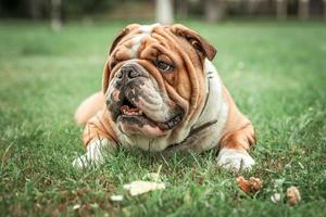 inglese bulldog dire bugie nel il erba foto