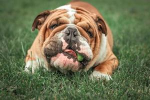 carino viso di inglese bulldog foto