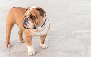 giovane inglese bulldog foto