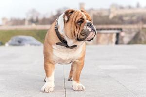 inglese bulldog a partire dal Basso angolo foto