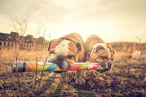 Due giocoso inglese Bulldogs foto