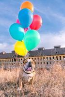 contento cane con palloncini foto