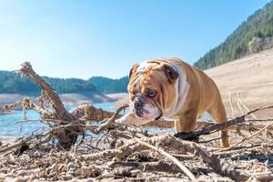 inglese bulldog nel il natura foto