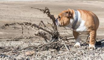 inglese bulldog nel il dolce foto