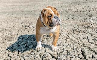 inglese bulldog in posa foto