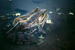 rana in acqua foto