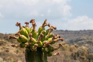 frutta di cactus carnegiea gigantea saguaro su deserto foto