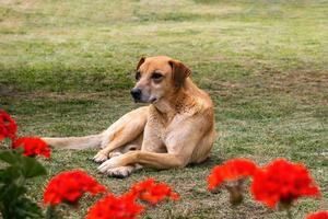 cane posa su il erba nel davanti di rosso fiori foto