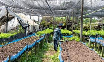 il donna contadino trattamento fresco verdure verde lattuga a partire dal giardino biologico azienda agricola. per idroponica pianta raccogliere e salutare biologico cibo concetto. foto