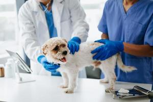 Due medici siamo l'esame lui. veterinario medicina concetto. shih tzu cane nel veterinario clinica. foto