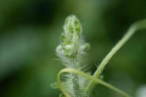 verde spara di selvaggio fiore quando primavera volta. il foto è adatto per uso per natura sfondo, botanico soddisfare media e natura manifesto.