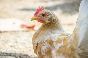 primo piano di un pollo su erba verde, gallo foto