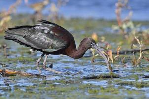 ibis lucido - plegadis falcinellus, creta