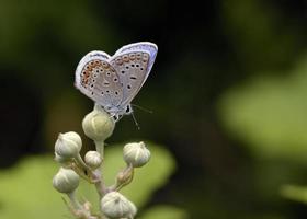 blu comune - polyommatus icarus, grecia