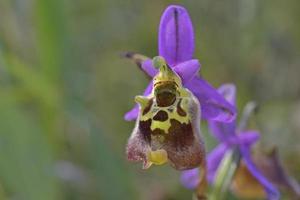 fiore di ophrys episcopalis, grecia foto