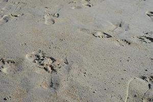 impronte nella sabbia foto