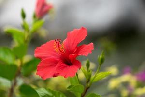 primo piano di fiori di ibisco rosso con sfondo sfocato a sochi, russia foto