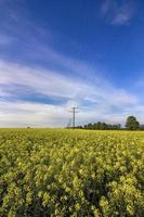 il campo coperto con colza presto mattina. energia Linee su il campo. foto