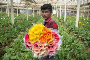 bangladesh dicembre 07, 2017 un' contadino raccoglie e viene visualizzato alcuni gerbera fiori per vendita nel un' gerbera fiore giardino a salvatore, dacca. foto