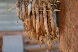 comephorus affumicato o golomyankas o pesce olio baikal in russia foto