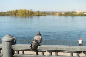 Piccione su una rotaia di cemento accanto a un corpo idrico a Irkutsk, Russia foto