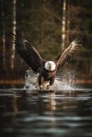 americano Calvo aquila immersione al di sopra di il mare vicino su foto generativo ai