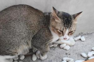 gatto nascondiglio su il bordo di il parete foto