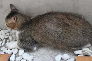 gatto nascondiglio su il bordo di il parete foto