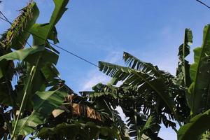foto di Banana albero le foglie contro blu cielo