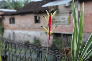 rosso giallo fiori fioritura nel il giardino foto